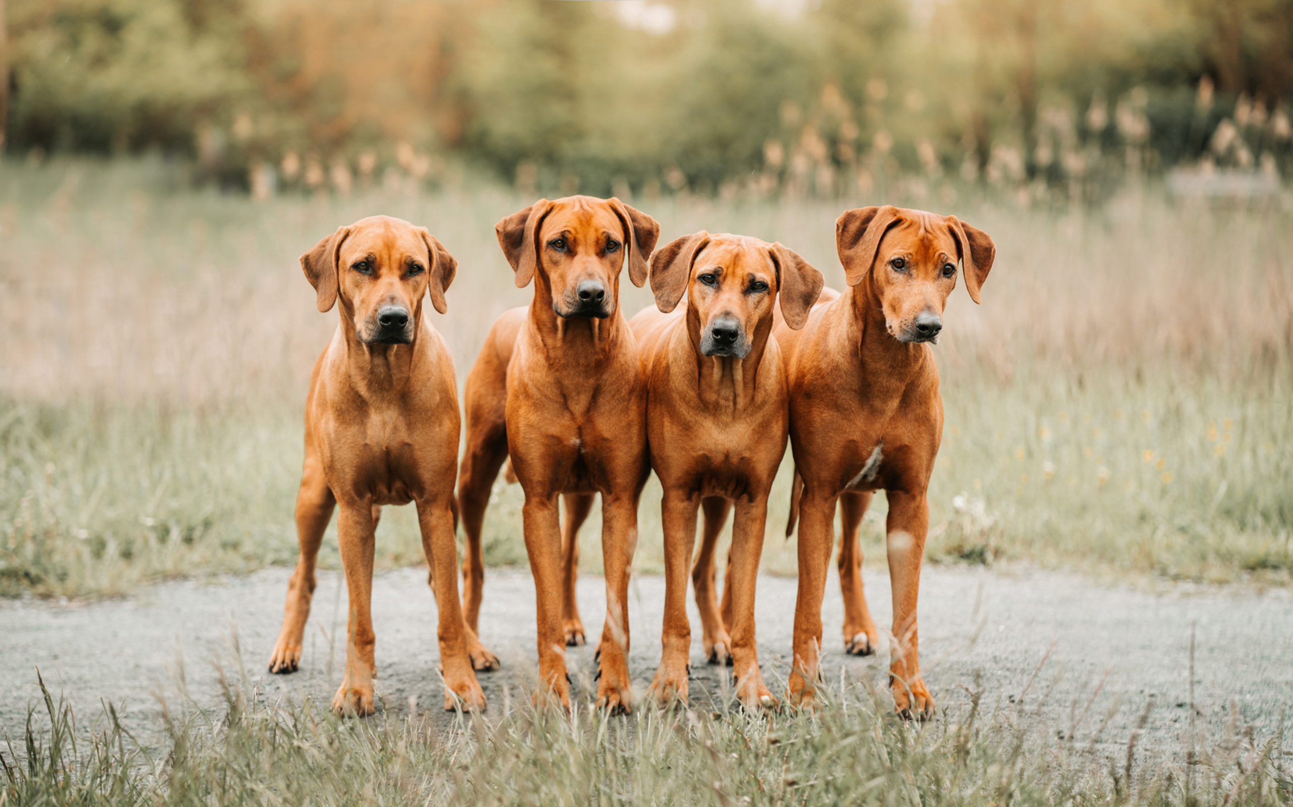 Rodesian Ridgeback Zamrock_Rudel03